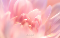 ★ pink pink pink