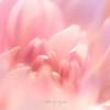 ★ pink pink pink
