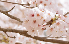 time slip 桜