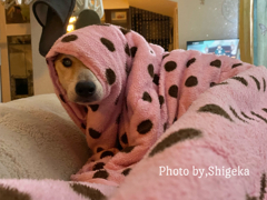 天はお布団にくるまれてそれを見てもらうのが好きだ ここに居るよ、って