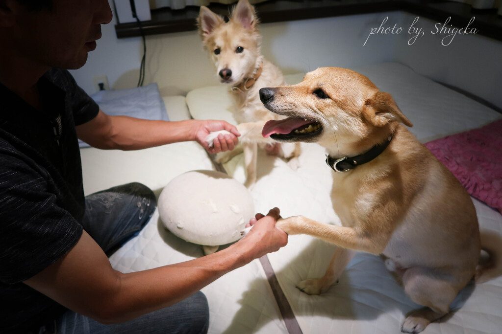 犯人はどっちだ!!!　 犯人自身も観念してる様子