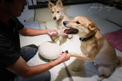 犯人はどっちだ!!!　 犯人自身も観念してる様子