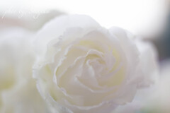 ★ 白に咲く