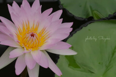 蓮の花　ピンク
