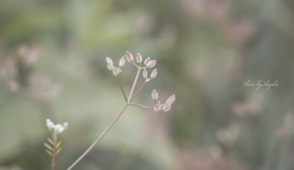 も う 一 度