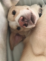 ソーヤ、ソファーの上でのたまうごっこ