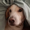 ソーヤ生後5歳半