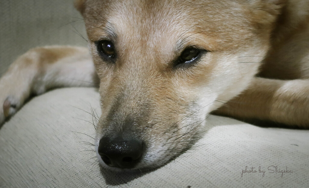 ★ お昼寝中の天を踏んで起こしてしまった