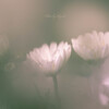 a small chrysanthemum