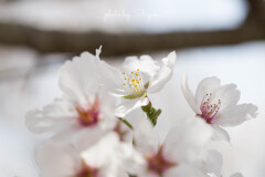 SAKURA