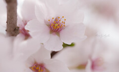 time slip 桜