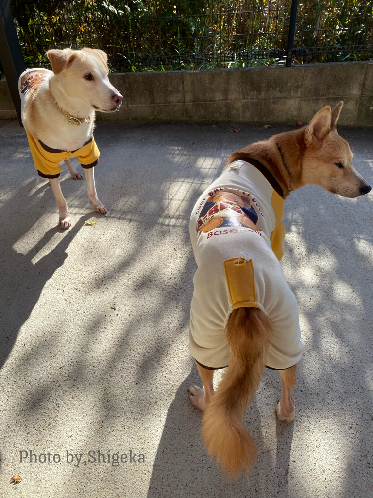 雪積もりましたぁー、東北の皆さん出勤やお出かけ気をつけてくださーい