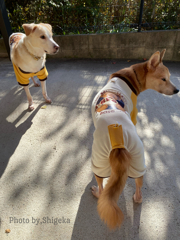 雪積もりましたぁー、東北の皆さん出勤やお出かけ気をつけてくださーい