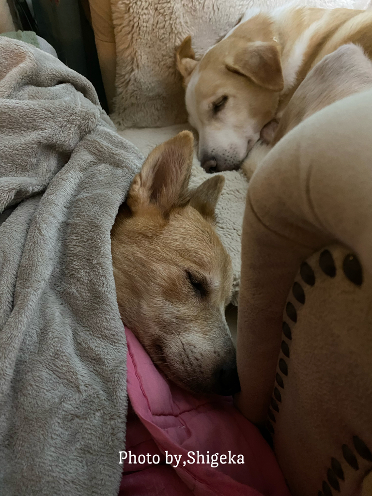 寝た時は近くにいてもいい、ふたりだけの緩いルール