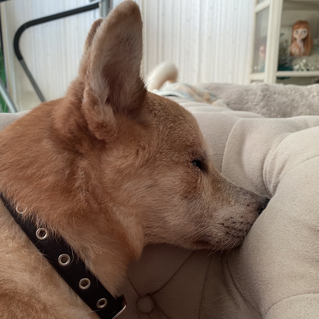 眠すぎたらしく座り寝、息が出来てるのだろうか ՞੭