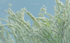 雪 柳