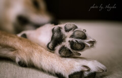 愛犬猫家は みんな大好き肉球ぅ〜
