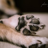 愛犬猫家は みんな大好き肉球ぅ〜