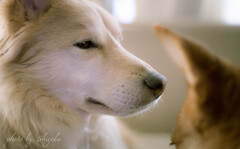 犬社会：モツが私たちにこんな上から目線をしたことは1度もなかった。