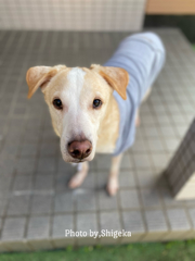 天もソーヤも散歩は怯えて回れないだからお家の周りをグルグル歩く