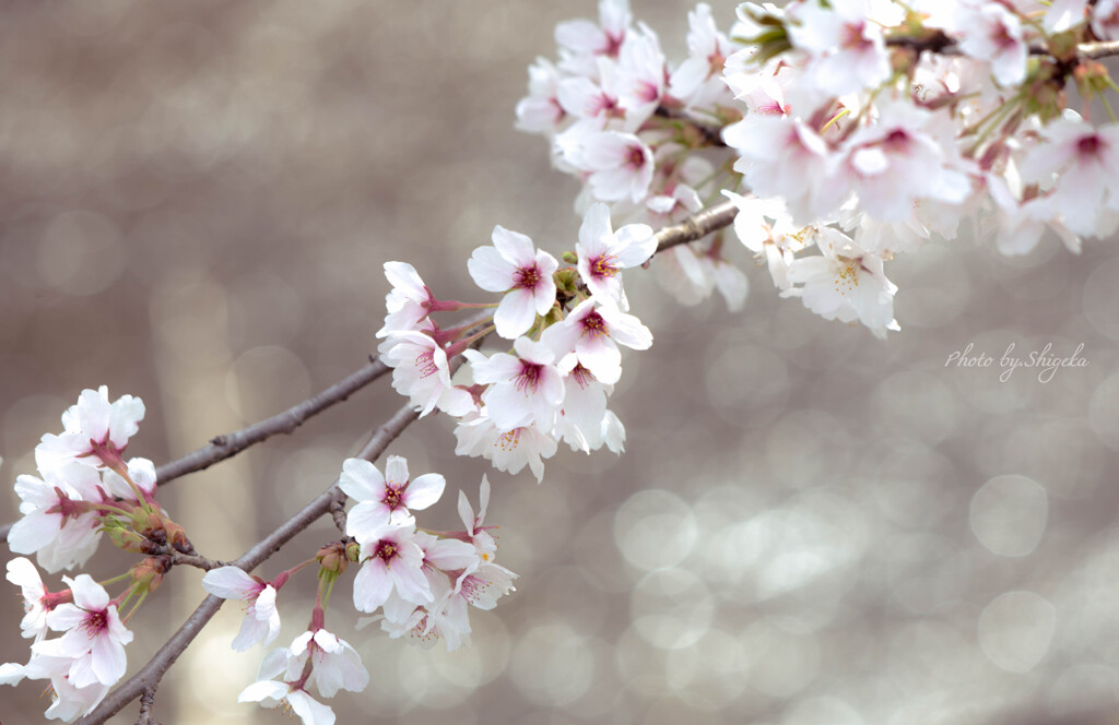 time slip 桜