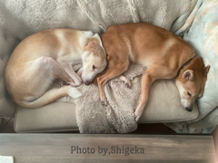 今年は大変お世話になりました 皆さま良き年をお迎え下さい(ᴗ͈ˬᴗ͈❁)