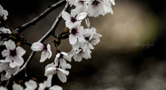 time slip 桜　染井吉野