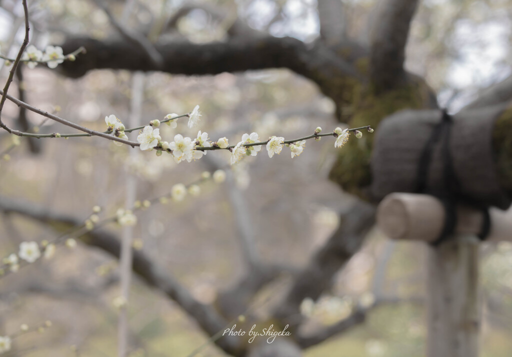 花かざり (白梅)