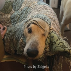 自分でビリビリに割いた穴にハマって抜け出せないおバカさん、母さん助けてー