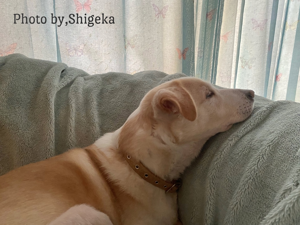 Merry Xmas★ 昨日はチキンの衣外したのもらいました今日は無し