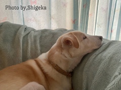 Merry Xmas★ 昨日はチキンの衣外したのもらいました今日は無し