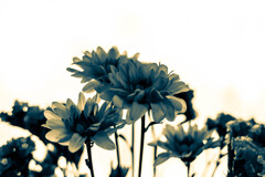 Gerbera