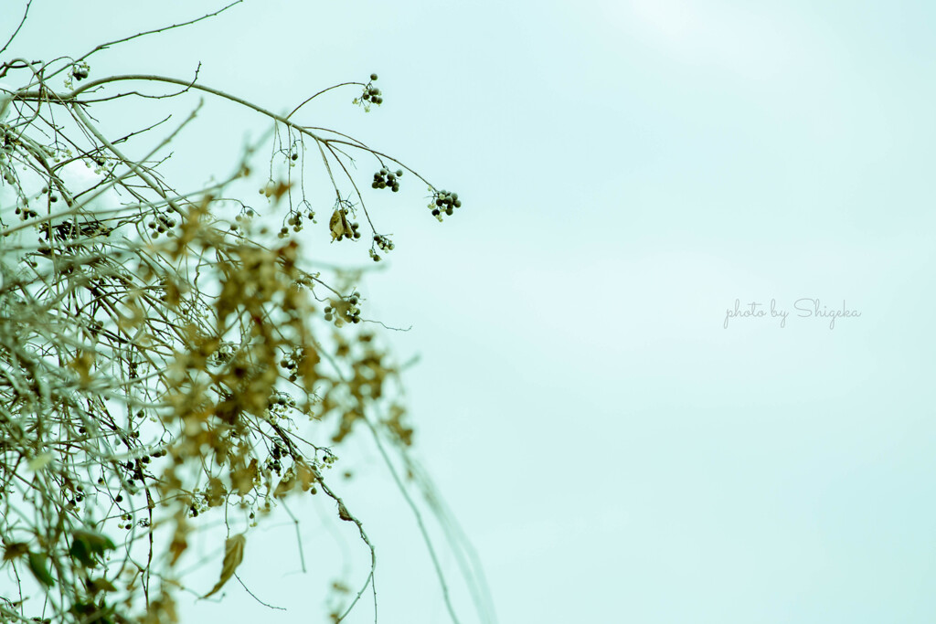 withered flower