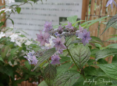 美 方 八 重