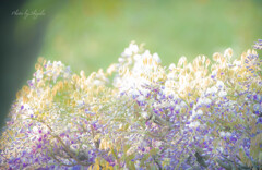 藤の花