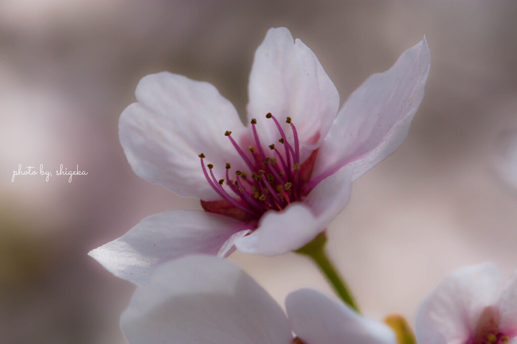 time slip 桜