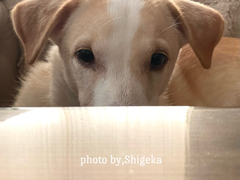 ソーヤ６歳　よく喋る よく食べる やたら踊る 自由犬
