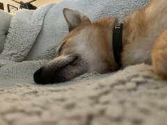 ★ おひるね