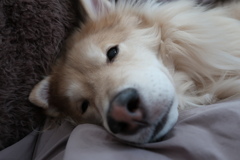 とある日のモツ：すごく眠そうなモツ