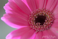 ★ Gerbera　濃いピンク