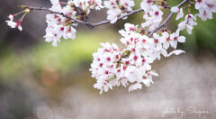 time slip 桜