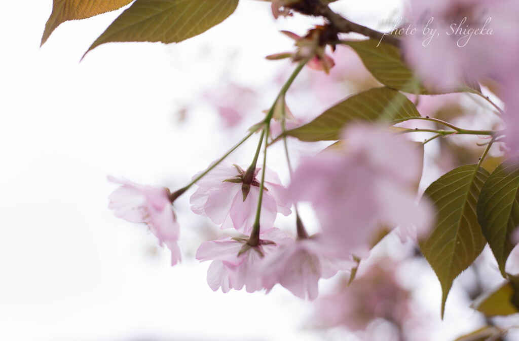 time slip 桜  五芒星