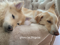★ モツとはあんしんして眠っているのにねぇ(๑•́﹏•̀๑)