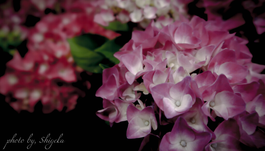 『 red and pink 』
