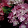 『 red and pink 』