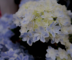 『 hydrangea 』