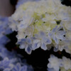 『 hydrangea 』