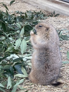 かわいいやつ