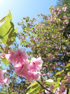 2024.5 ヤマザクラ 岩手県-千貫石森林公園