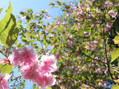 2024.5 ヤマザクラ 岩手県-千貫石森林公園